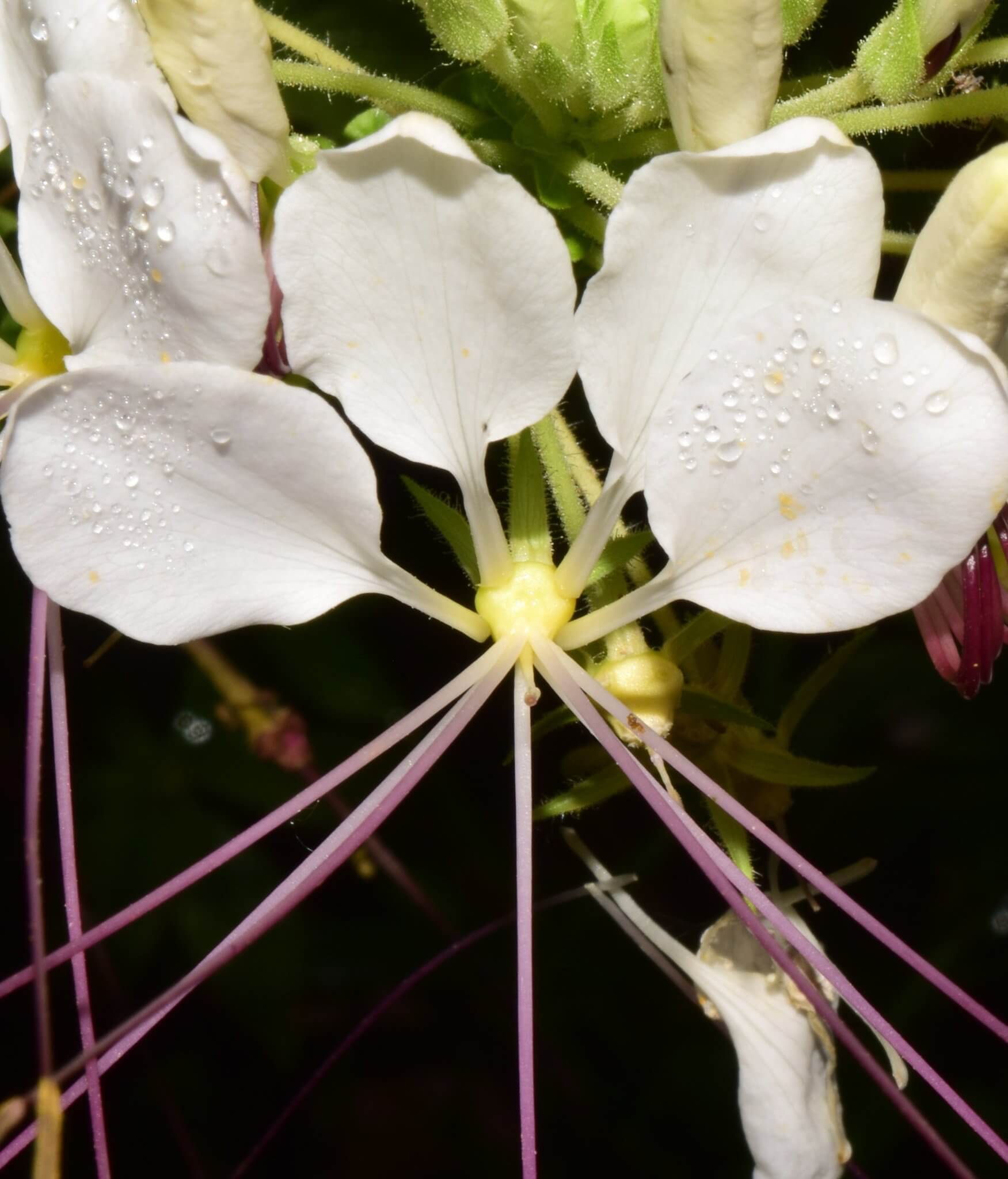 Cleome spinosa